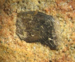 Чешуя Palaeonisciformes