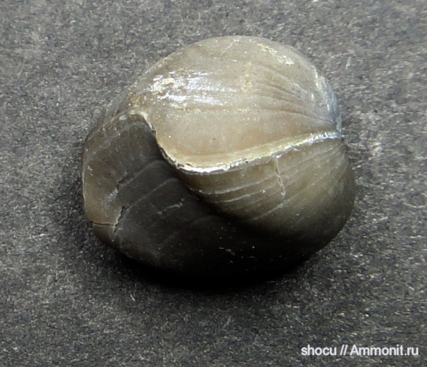Porambonites, Pentamerida