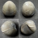 брахиопода Porambonites.