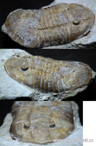 Valdaites, Valdaites limatus