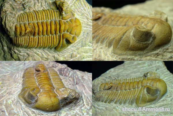 трилобиты, ордовик, Pterygometopidae, р. Лава