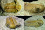 Pterygometopidae sp.