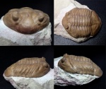 Asaphus latus