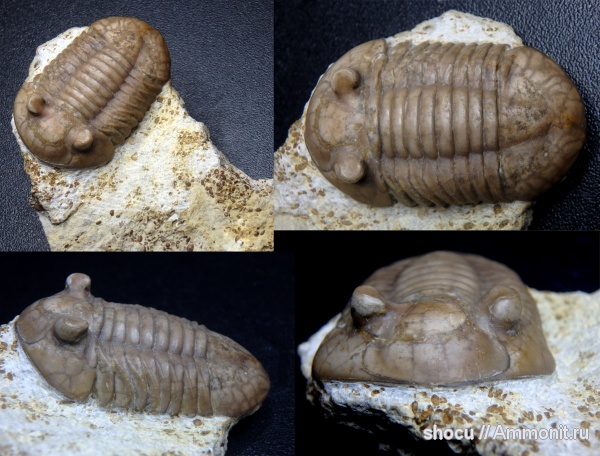 трилобиты, ордовик, Путилово, Asaphus, Asaphus minor