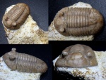 Asaphus minor