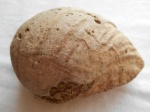 Брахиопода Gigantoproductus sp.