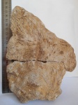 Следы от донных рыхлителей Thalassinoides или Zoophycus