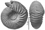 Paracadoceras (Catacadoceras) infimum (Gulyaev et Kiselev)