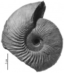 Kepplerites (Kepplerites) svalbardensis Sokolov et Bodylevsky