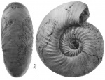 Kepplerites (Kepplerites) svalbardensis Sokolov et Bodylevsky