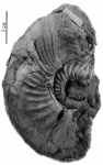 Kepplerites (Kepplerites) svalbardensis Sokolov et Bodylevsky