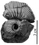 Toricellites birkelundae (Kopik et Wierzbowski)