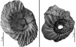 Paracadoceras (Catacadoceras) cf. sakharovi (Mitta)