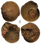 Macrocephalites aff. chrysoolithicus (Waagen)