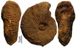 Macrocephalites ex gr. subtrapezinus (Waagen)