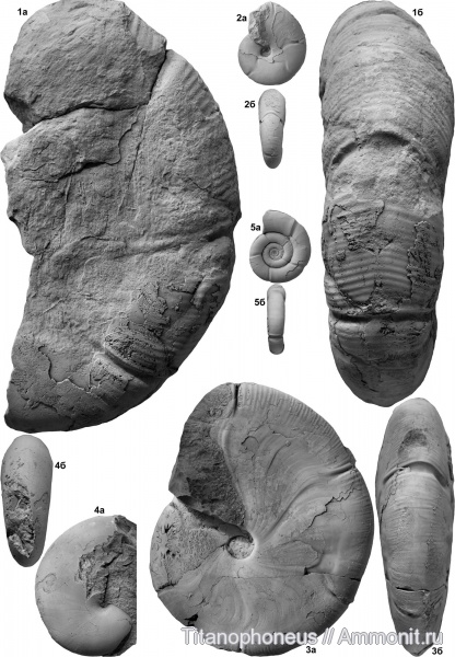 Holcophylloceras, Phylloceras, Куба, Nannolytoceras, нижний байос