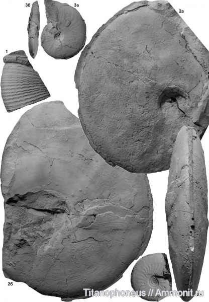 Dinolytoceras, Dorsetensia, Куба, нижний байос