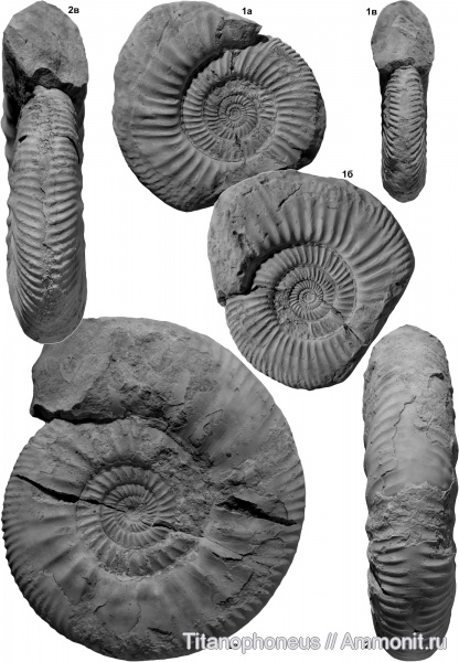 Parkinsonia, верхний байос, Хурукра, Haselburgites