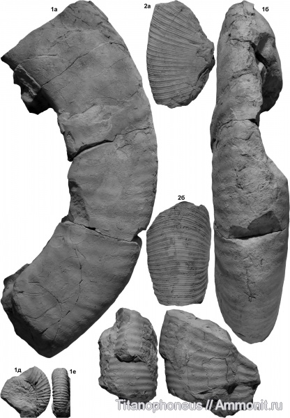 верхний байос, Pseudophylloceras, Хурукра, Procerites