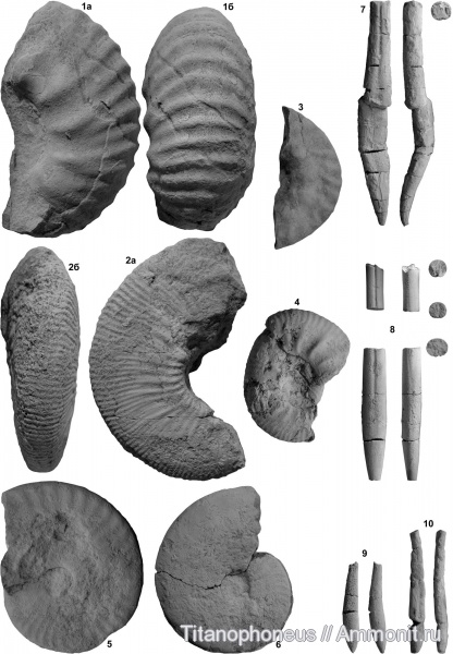 средний келловей, верхний келловей, Sublunuloceras, Hibolithes, Poculisphinctes, Putealiceras, Rollierites, Буртанимахи, Ташкапур, Middle Callovian