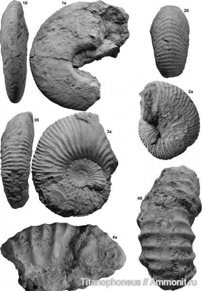 Kosmoceras, Quenstedtoceras, верхний келловей, Eboraciceras, Буртанимахи, Reineckea