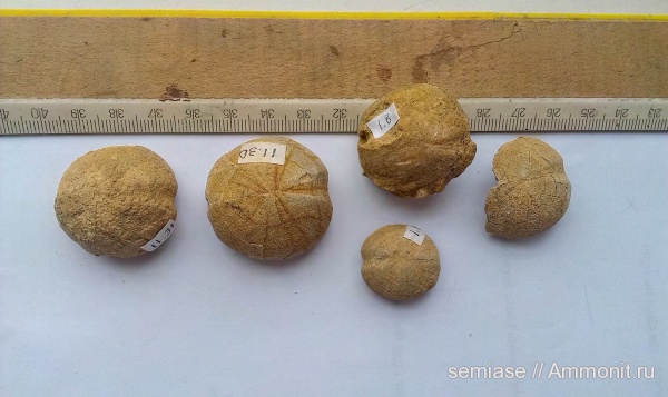 морские ежи, Крым, готерив, Echinoidea, Echinodermata, Holaster, spatangoida, Hauterivian, нижний готерив