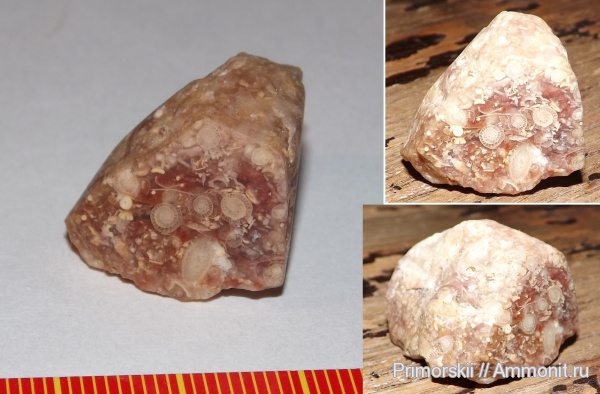 карбон, фораминиферы, Fusulina, Fusulinida