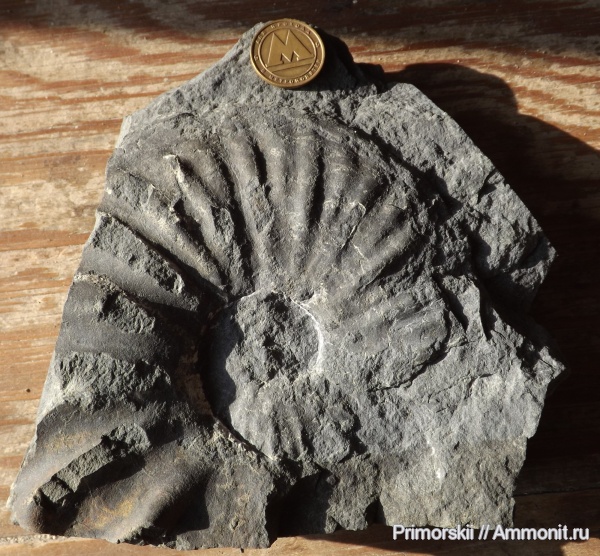 триас, Ceratitida, Приморский край, цератиты, Acrochordiceras, Acrochordiceratidae, Triassic