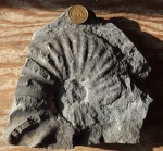 Acrochordiceras sp.