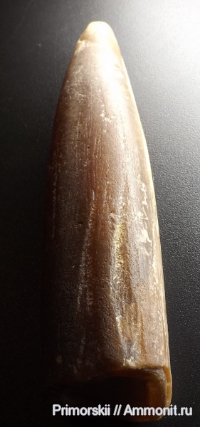 белемниты, belemnites