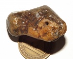 Actinocyathus(Lonsdaleia)