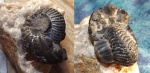 Goliathiceras
