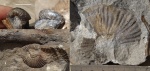 Acrochordiceratidae