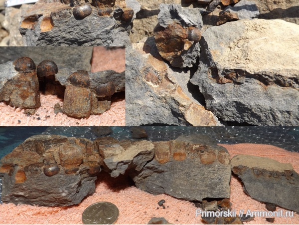 триас, водные рептилии, ихтиозавры, Приморский край, Ichthyopterygia, Tholodus, Triassic