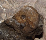 Parasturia primorica sp. nov.