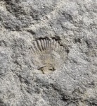 Rhynchonellida
