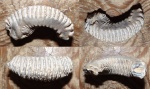 Rastellum sp.