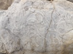 Taenidium serpentinum