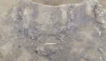 Phymatoderma burkei