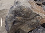 Rhizocorallium