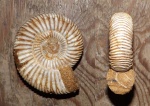 Perisphinctes sp.