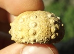 Acrosalenia lamarcki (DESMOULIN, 1875/80)