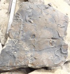 Protovirgularia, Lockeia