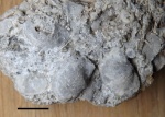 Neochonetes carboniferus (Keys.)