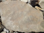 Protovirgularia