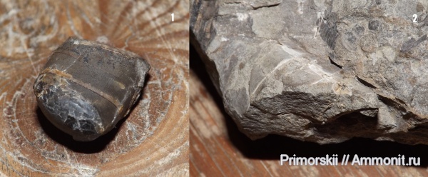 триас, головоногие моллюски, аулакоцератиды, Приморский край, atractites, Aulacocerida, Triassic