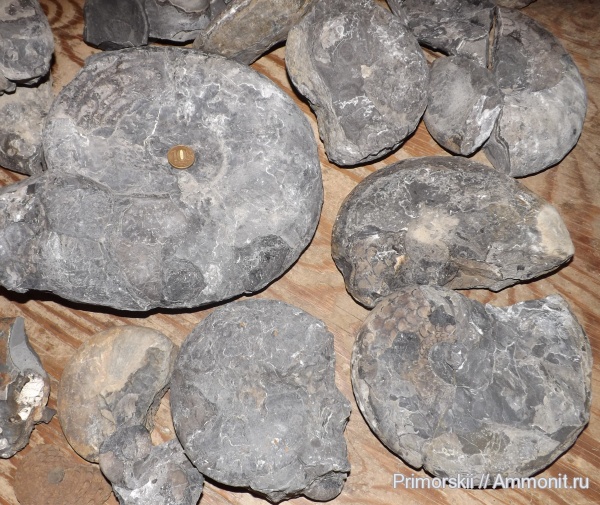 триас, Ceratitida, Приморский край, цератиты, Triassic