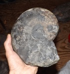 Meekoceras sp.