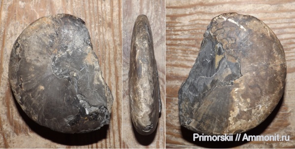 триас, Ceratitida, Приморский край, цератиты, Arctoceras septentrionale, Arctoceras, Triassic