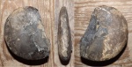 Arctoceras septentrionale (Diener)